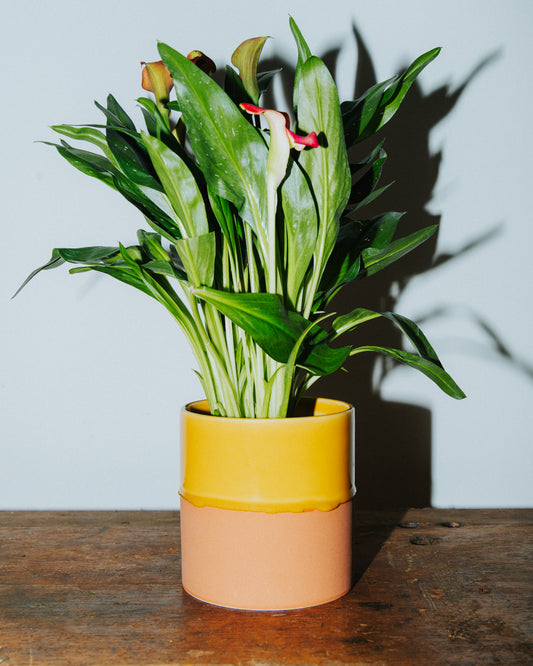 Calla Lily Plant