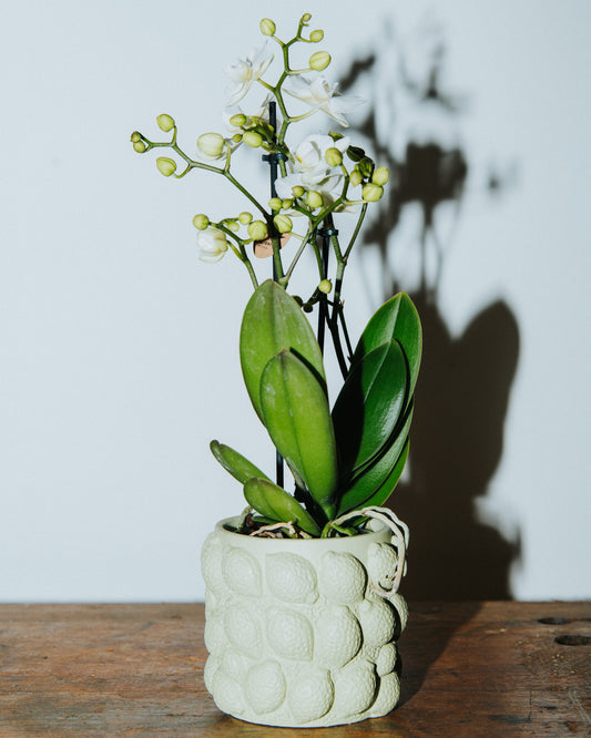 White Orchid in Pot