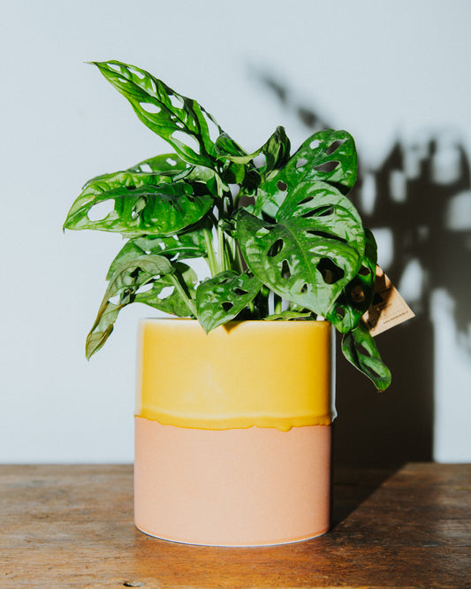 Monstera Cheese Plant