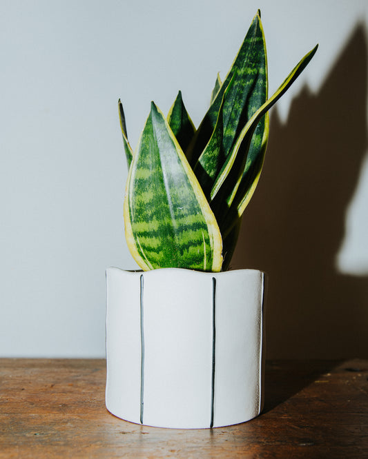 Snake Plant