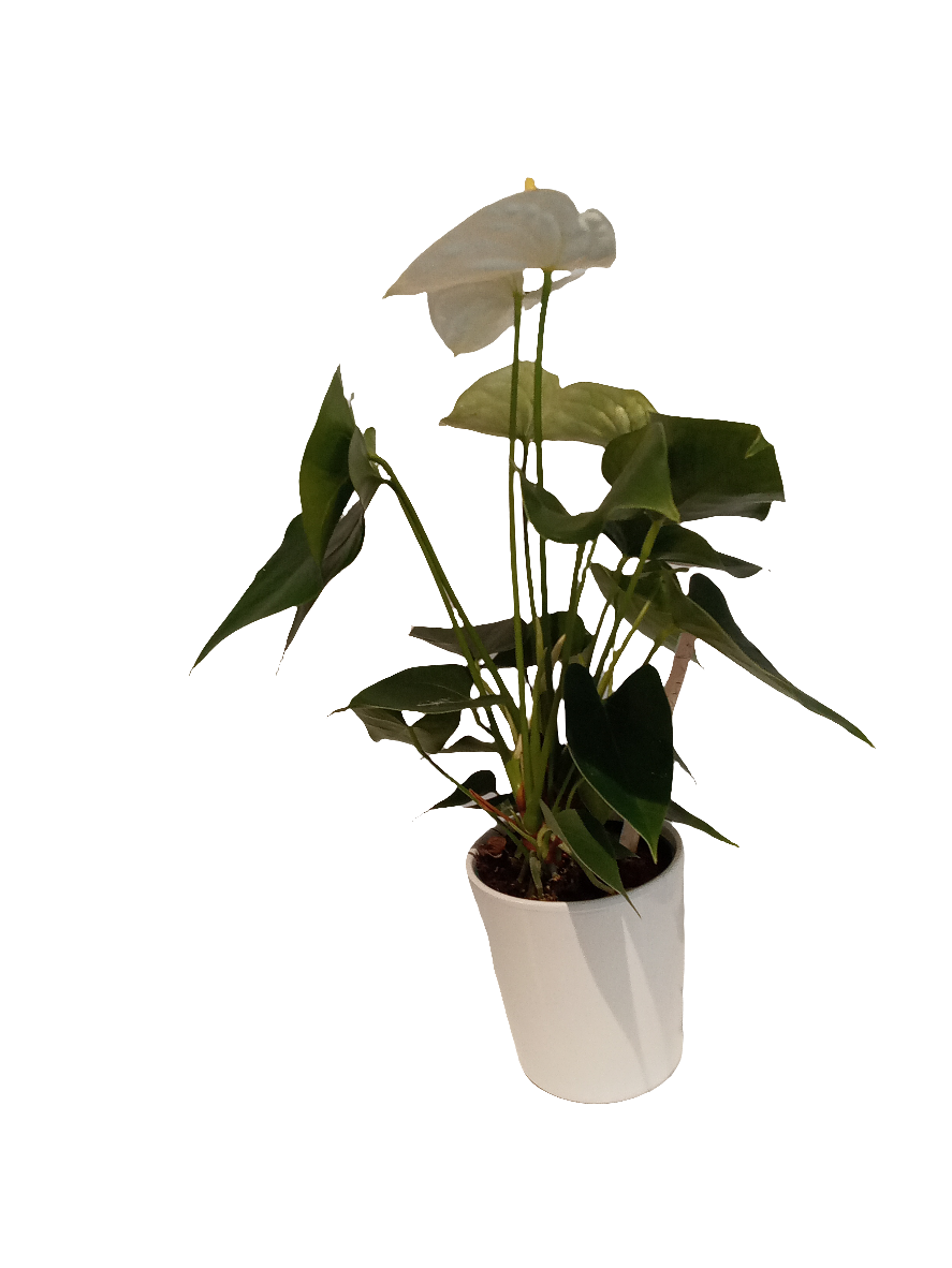 Anthurium