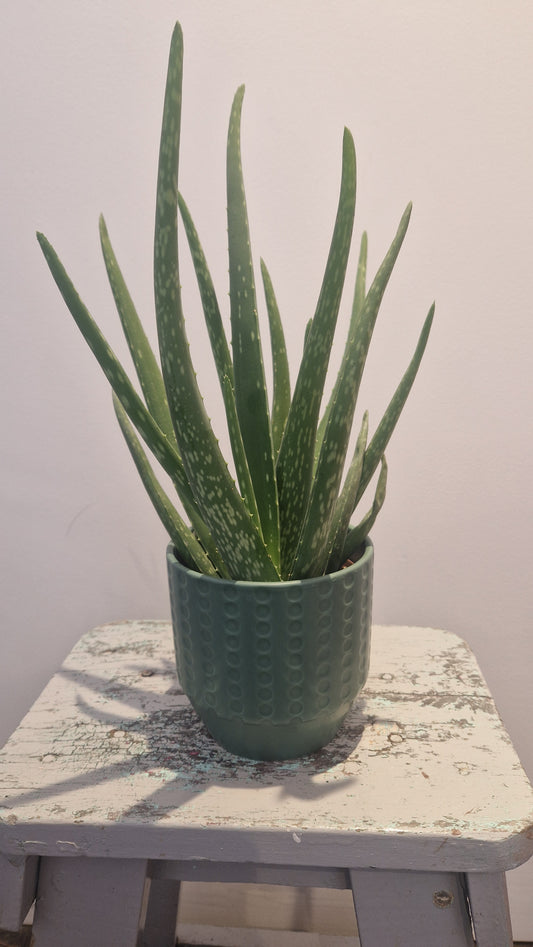 Aloe vera