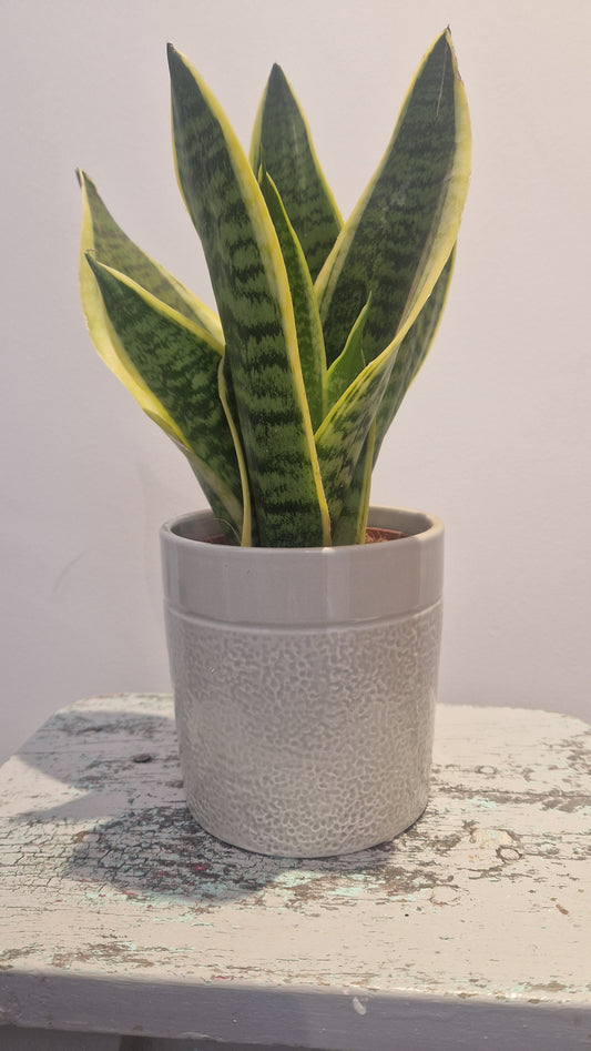 Snake Plant. Sansevieria
